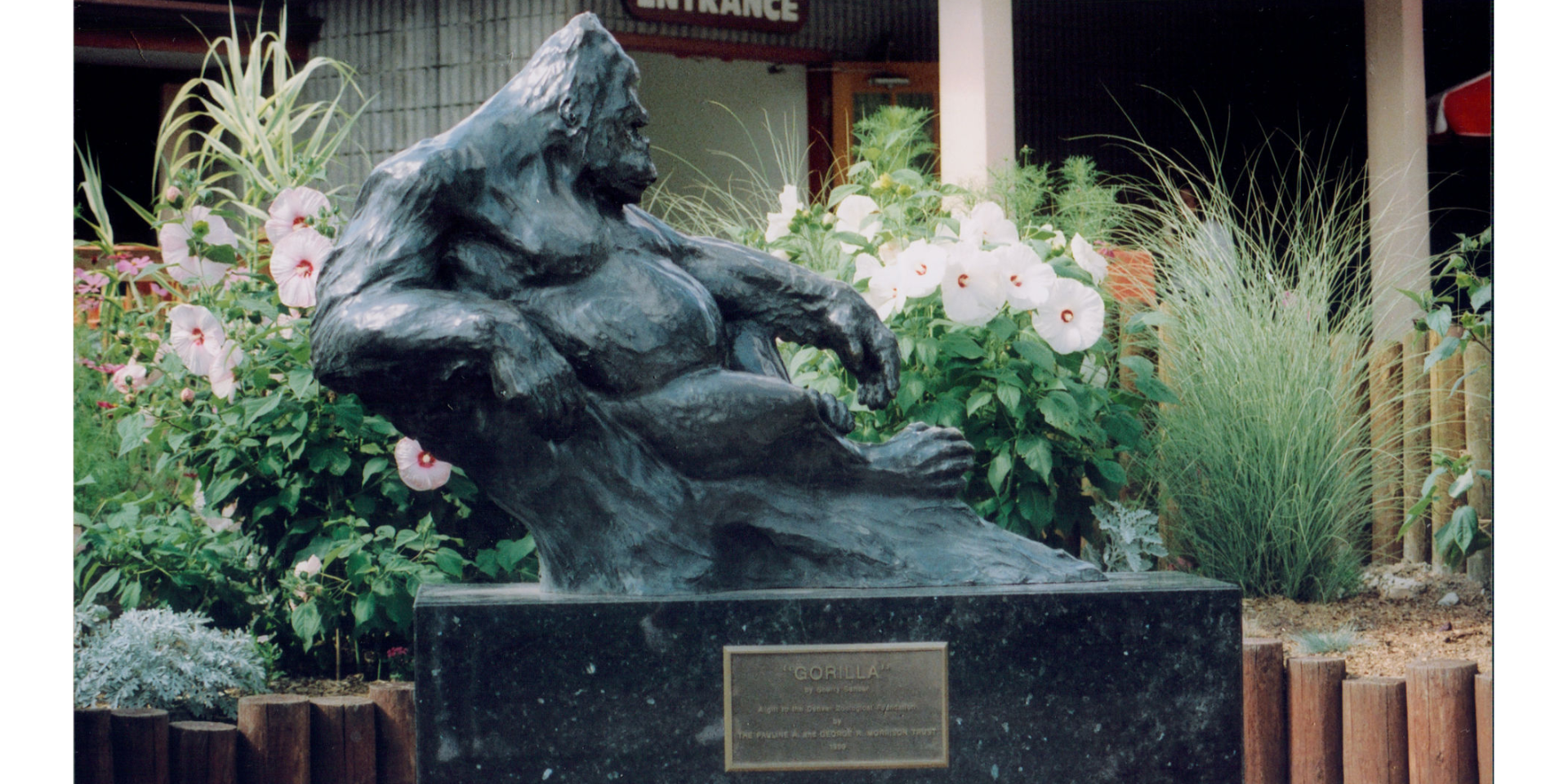 GorillaDenverZoo-recrop